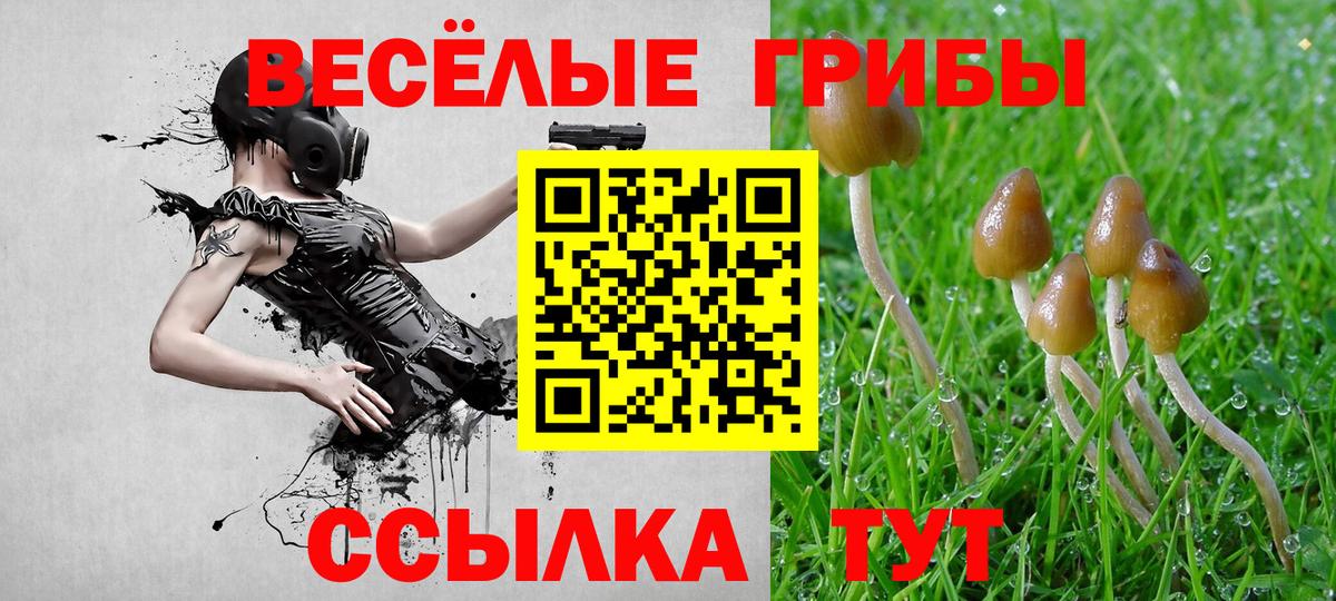 Галлюциногенные грибы Psilocybe Чехов